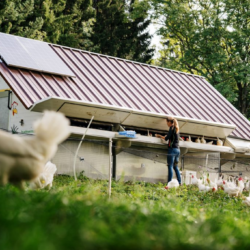 Frische Eier aus dem Gailtal